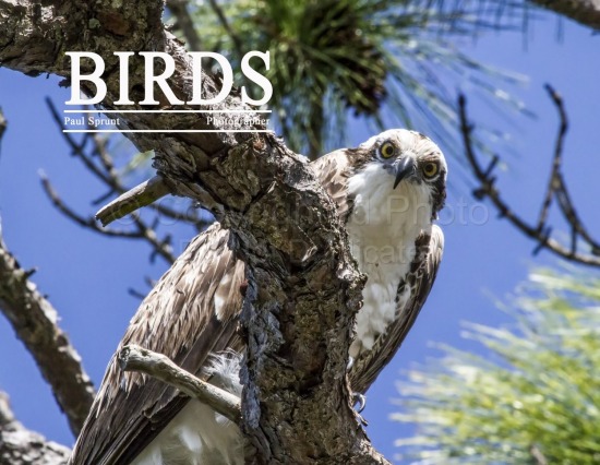 Bird Book